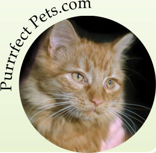 Purrrfect Pets.com